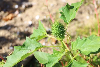 <i>Datura stramonium</i>