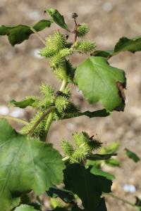 <i>Xanthium orientale</i>