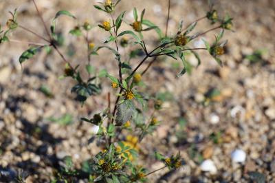 <i>Bidens frondosa</i>