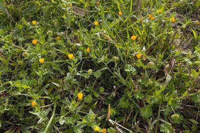 <i>Calendula arvensis</i>