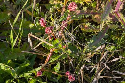 <i>Persicaria maculosa</i>