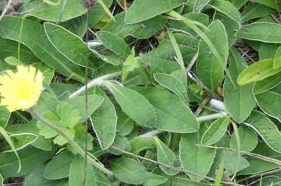 <i>Pilosella officinarum</i>