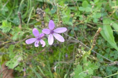 <i>Erodium cicutarium</i>