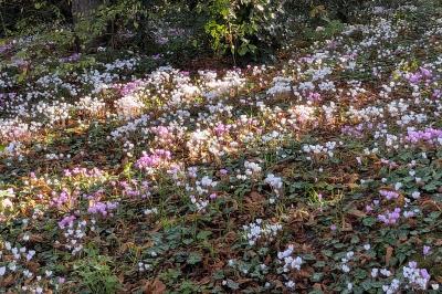 <i>Cyclamen hederifolium</i>