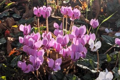 <i>Cyclamen hederifolium</i>