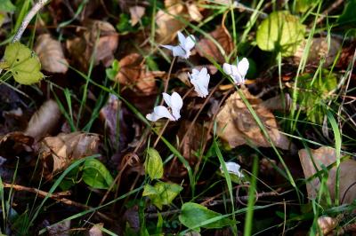 <i>Cyclamen hederifolium</i>