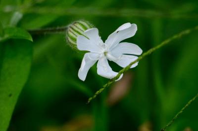 <i>Silene latifolia</i>