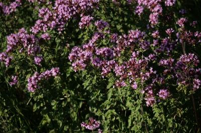 <i>Origanum vulgare</i>