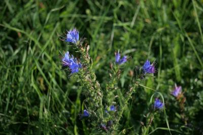 <i>Echium vulgare</i>