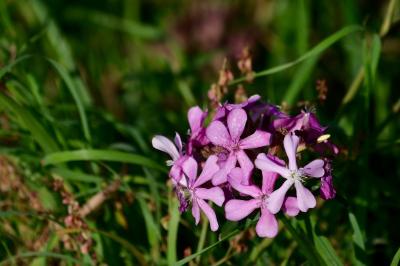 Saponaria officinalis