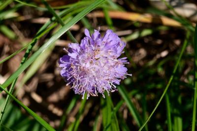 <i>Succisa pratensis</i>