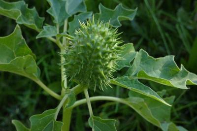 <i>Datura stramonium</i>