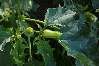 <i>Datura stramonium</i>