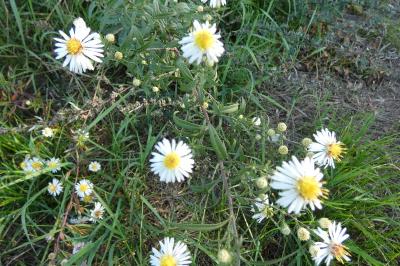 <i>Symphyotrichum lanceolatum</i>