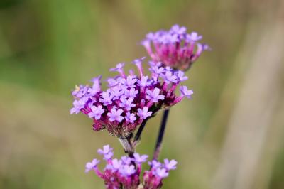 <i>Verbena bonariensis</i>