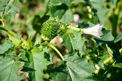 <i>Datura stramonium</i>