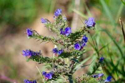 <i>Echium vulgare</i>