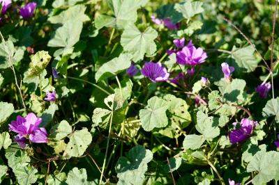 <i>Malva sylvestris</i>