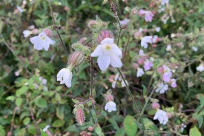 <i>Silene latifolia</i>