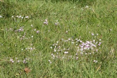 <i>Cyclamen hederifolium</i>