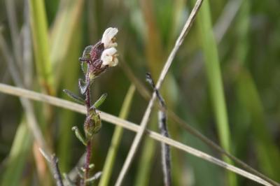 <i>Odontites jaubertianus</i>