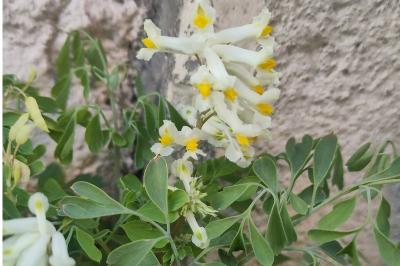 <i>Pseudo-fumaria alba</i>