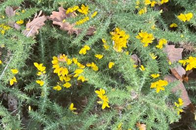 <i>Ulex minor</i>