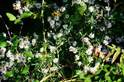 <i>Symphyotrichum</i>