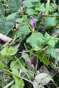 <i>Lamium maculatum</i>