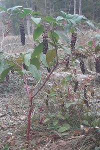 <i>Phytolacca americana</i>