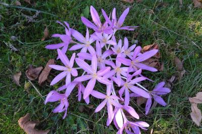 <i>Colchicum autumnale</i>
