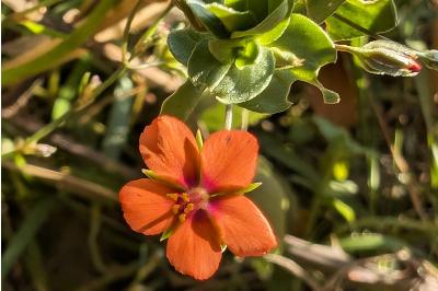 <i>Lysimachia arvensis</i>