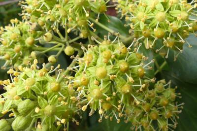 <i>Hedera helix</i>