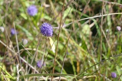<i>Succisa pratensis</i>