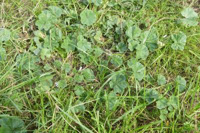<i>Malva neglecta</i>