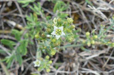 <i>Thesium humifusum subsp. humifusum</i>