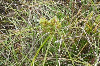 <i>Cyperus eragrostis</i>