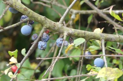 <i>Prunus spinosa</i>