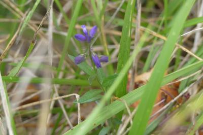 <i>Polygala vulgaris</i>
