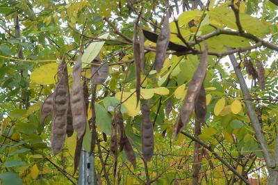 <i>Robinia pseudoacacia</i>