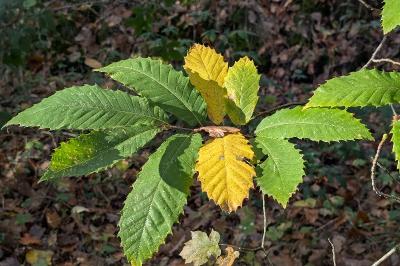 <i>Castanea sativa</i>