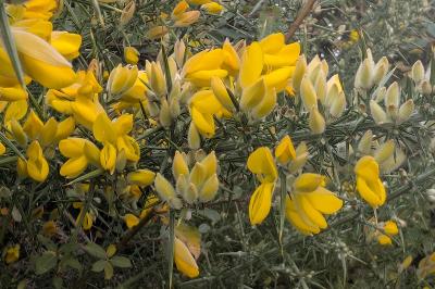 <i>Ulex europaeus</i>