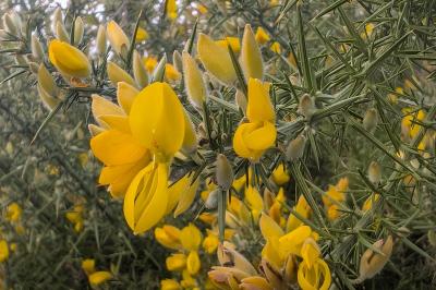 <i>Ulex europaeus</i>