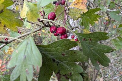 <i>Crataegus monogyna</i>