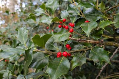 <i>Ilex aquifolium</i>