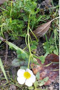 <i>Ranunculus aquatilis</i>