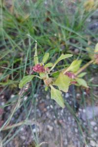 <i>Oxybasis rubra</i>