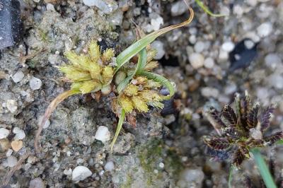 <i>Cyperus michelianus</i>