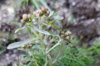 <i>Gnaphalium uliginosum</i>