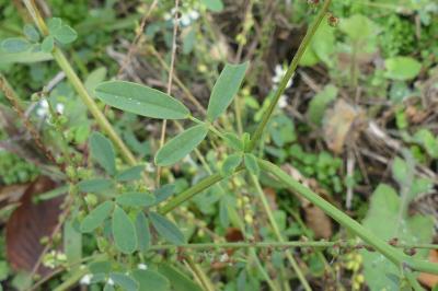 <i>Melilotus albus</i>